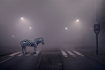 Zebra on a zebra - obrazy, fototapety, plakaty