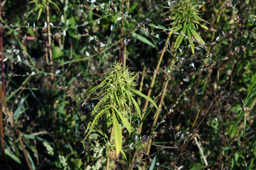 hempt plant close up