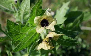 Hyoscyamus niger flower. Poisonous plant with yellow flower. Black henbane flower also known as Stinking nightshade - obrazy, fototapety, plakaty