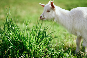 Obraz premium white goat on a meadow