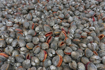 Raw fresh cockle have blood and mud on shell be alive from cockle farm,delicious seafood,scallop,close up,Tegillarca granosa,Appetizer,selective focus
