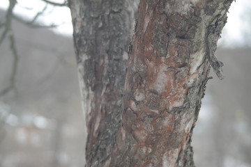 bark of a tree