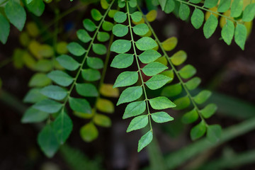 Carry leaf background