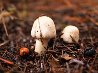 small mushrooms in the forest