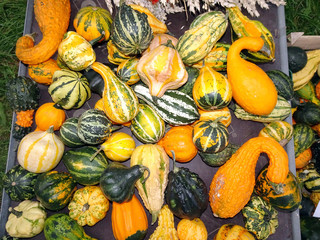 zierkürbisse auf dem markt