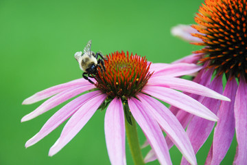 Close up of a bee on a purple cone flower. Bee pollinating