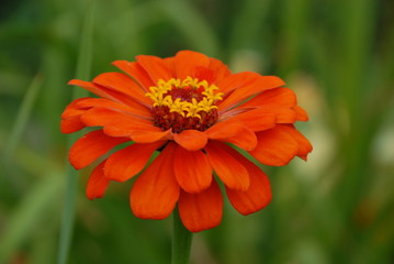Close up of an orange zinnia flower in the garden