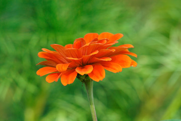 Close up of an orange zinnia flower in the garden