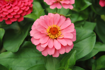 Close up of a pink zinnia flower in the garden - obrazy, fototapety, plakaty