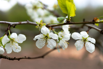 blooming Apple tree in the garden