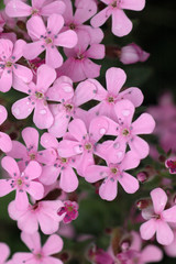 Close up macro of small pink flowers