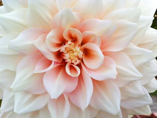 Foto auf Acrylglas Makro einer rosa Dahlienblüte hautnah. © Janice Higgins