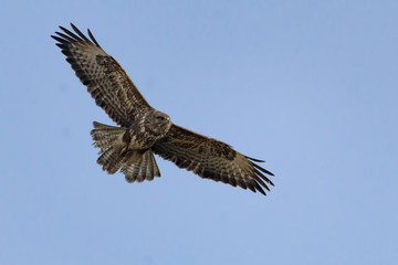 buzzard in flight