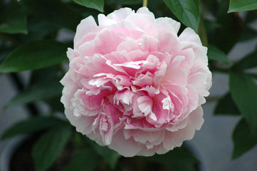 Close up of a pink peony flower in the garden