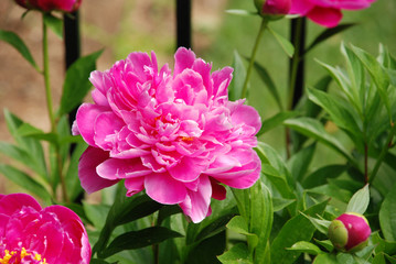 Close up of a pink peony flower in the garden © Janice Higgins