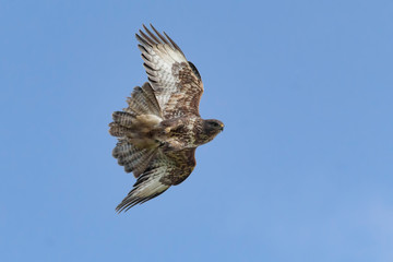 buzzard in flight