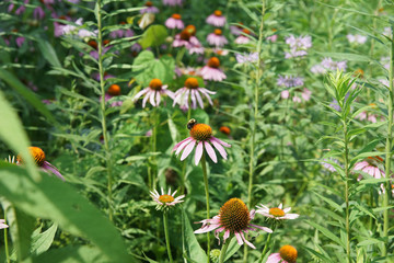 roter sonnenhut in der wiese