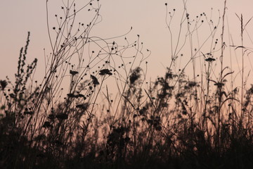 Silhouette of dry grass in the control light against the background of the pink sunset sky