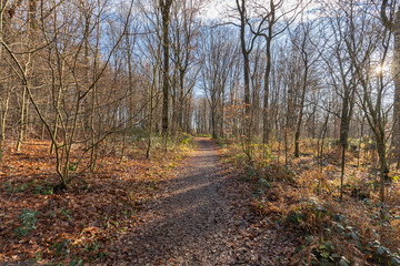Viersen-Born - View to hiking trail at Lake Born / Germany