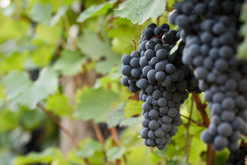 huge grapevine close up 1