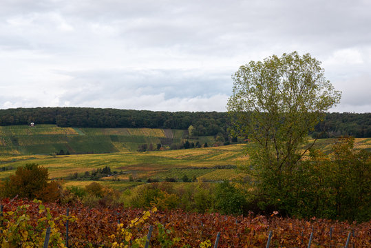 image of colorful grapevine fields and a forest in the back in autumn in Germany