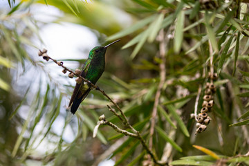 Beautiful bird hummingbird on wild background.