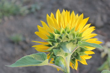 Yellow sunflower in the summer garden on a sunny day on a blurred background