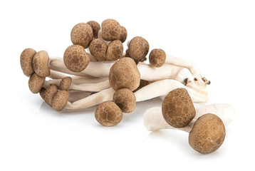 fresh shiitake mushrooms isolated on white background