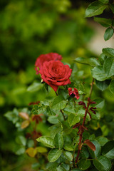 red rose flower with blurry background on the bush