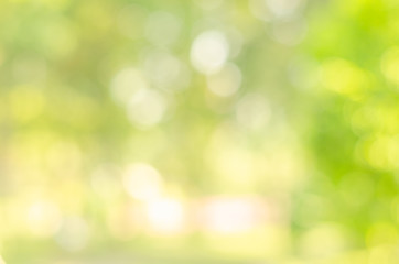 abstract bio green blur nature background trees lush foliage in the park at morning with sunlight.