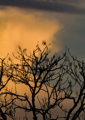 Obraz premium silhouette of a tree in sunset