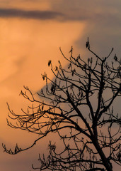 silhouette of a tree at sunset