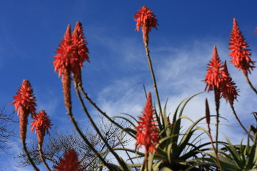  flowers, red mediterranean on beaches spain