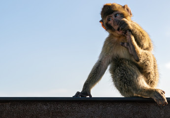 Barbary Macaque in Gibraltar, UK