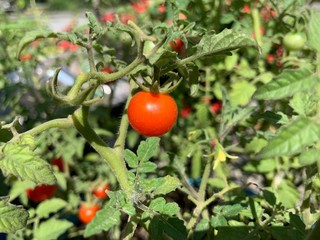 Red tomatoes on the vine