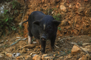 A small black cute piglet 