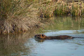 A nutria swimming in a small pond