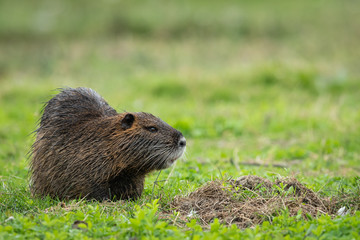 A nutria walking near water and looking for food