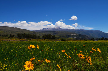 Flowers in the field