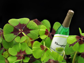 four leaf clover, cloverleafs with miniature bottle of champagne on black background with copy space