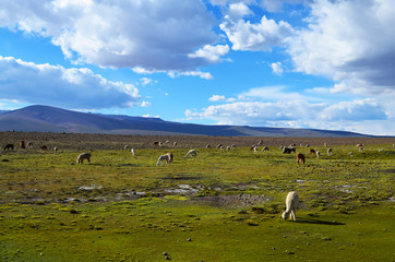 Lama fields