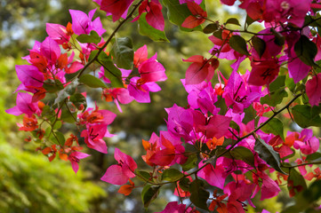 pink bougainvillea flowers in the garden