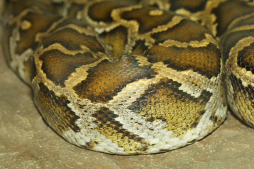 Skin burmese python in body on soil at thailand