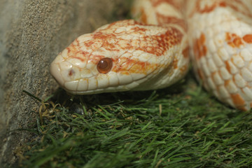 Close up head corn snake have orange and white color in garden