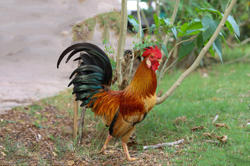 The fighting cock is beautiful in garden at thailand