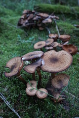 Pilze im schwarzwald