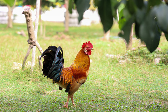 The fighting cock is beautiful in garden at thailand