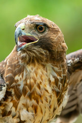 red-tailed hawk or Buteo jamaicensis close-up portrait