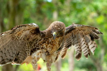 red-tailed hawk or Buteo jamaicensis close-up portrait