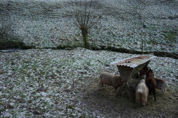 Ziegen im Winter
